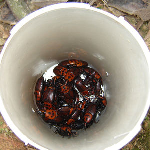 Kokosnuss Nashorn Käfer Outdoor Köder Oryctes Nashorn Pheromon Lockstoff Multi-Trichter-Falle Solid Insect Catcher Cotton - Product Image 3