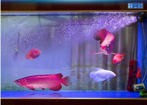 Sobo pompa air untuk akuarium, pompa air pembuat gelombang kecil dapat disesuaikan 8W 10W 15W - Product Image 4