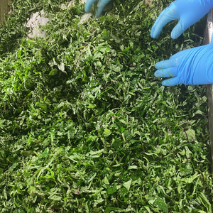 Feuilles de patate douce congelées de qualité supérieure au goût sucré naturel du Vietnam/disponibles en entier, hachées et mélangées - Product Image 1