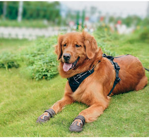 أحذية كلاب أليفة من الصوف المريح والمخزون من Truelove ، جوارب ثلوج TPR متينة ، فاخرة عاكسة للشتاء - Product Image 6