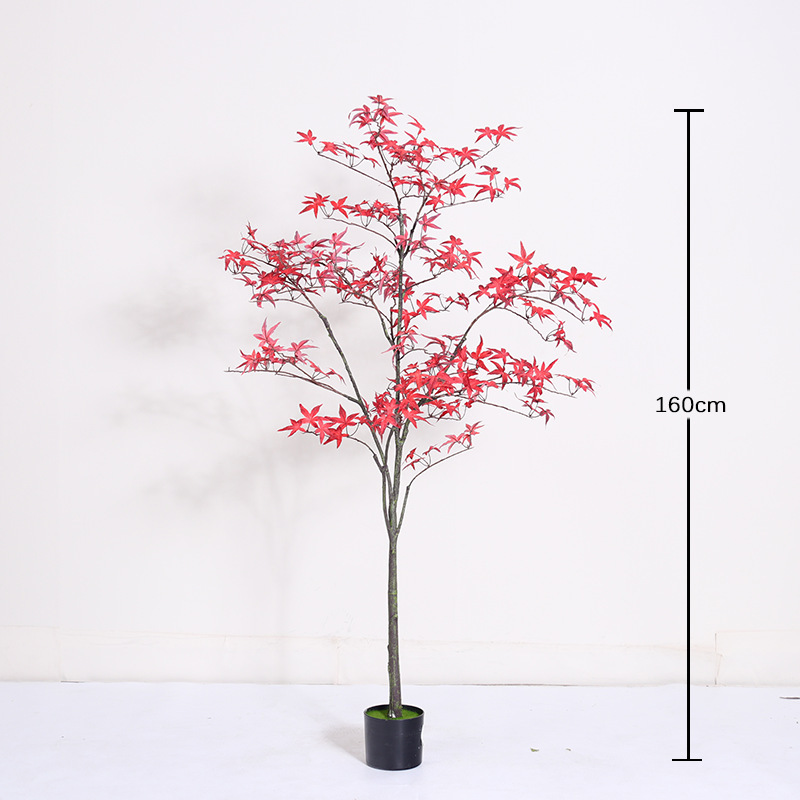 Bonsaï mini érable rouge régulier - 160cm