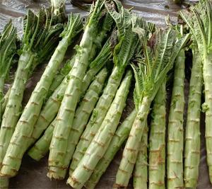 Cây trồng mới tươi gốc Rau diếp nhà máy giá thấp Măng Tây Rau diếp - Product Image 4