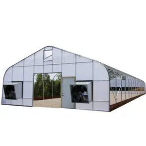 Tente agricole avec seau néerlandais pour serre hydroponique de tomates