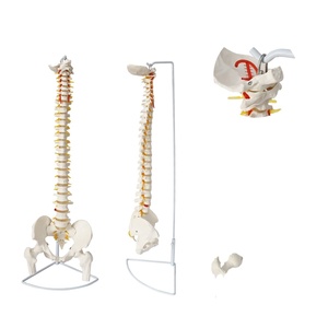 Modelo de Columna Vertebral Humana 1:1, Modelo de <span class=keywords><strong>Esqueleto</strong></span> Ortopédico Médico para Adultos, FRT014, Modelo de <span class=keywords><strong>Esqueleto</strong></span> de Columna <span class=keywords><strong>Cervical</strong></span> y Lumbar - Product Image 3