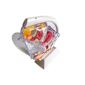 Transparentes PVC-Modell für das weibliche Fort pflanzung system Abnehmbares Uterus-Becken Anatomisches Modell Menstruation tasse für den Unterricht - Product Image 6