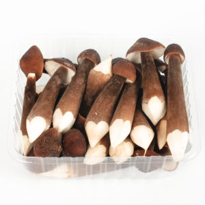 DETAN HORECA utilisant l'usine cultivée stable fournissant des <span class=keywords><strong>champignons</strong></span> de châtaigne royale frais chinois comestibles de haute qualité - Product Image 1