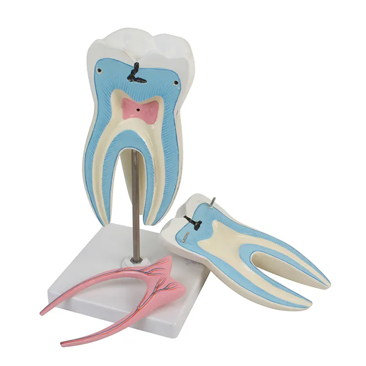 Dentadura dental natural, agrandado, artificial, estándar, para práctica estudiantil
