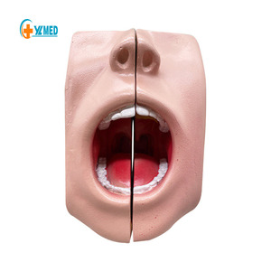 Modelo de Anatomía Oral <span class=keywords><strong>Humana</strong></span> de PVC para Enseñanza Médica Yulin, 2 Componentes, Recurso Didáctico Universitario - Product Image 1