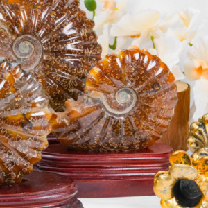 Hoge Kwaliteit Slak Ammoniet Fossielen Steen Voor Geschenken Natuurlijke Kristal Ambachten Ammoniet Fossiel Te Koop - Product Image 3