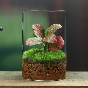 Decoración realista de mesa de té con musgo para sala de estar, estudio interior, adorno de escritorio, fácil de mantener como planta verde, pequeño regalo de cristal - Product Image 6