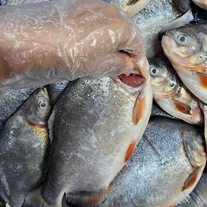 Poisson Pacu rouge congelé Dingin Ikan Pomfret Pemasok Poisson pomfret rouge congelé à vendre - Product Image 2