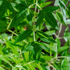 Plante artificielle Nandina, buisson de <span class=keywords><strong>bambou</strong></span> céleste artificiel réaliste à plusieurs tiges, pour aménagement paysager intérieur et extérieur, vente en gros - Product Image 3