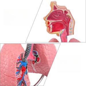 Anatomisches Modell der menschlichen Lunge für die medizinische Bildungs ressource für den <span class=keywords><strong>Asthma</strong></span> unterricht - Product Image 2