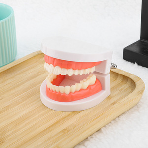 แบบจำลองฟัน ขนาด 1:1 เท่าของจริง วัสดุ PVC สำหรับการเรียนการสอนทางทันตกรรม - Product Image 3