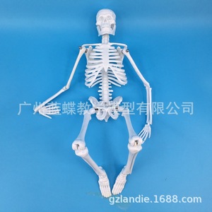Modèle de squelette humain de 45 cm, modèle de colonne vertébrale humaine, modèle de vertèbres, modèle d'échantillon de crâne de squelette - Product Image 2