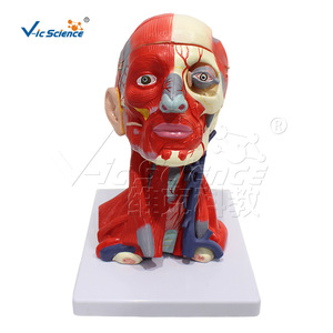 Modèle de tête, de cou, de muscles, de vaisseaux sanguins et de cerveau en 10 parties, haute précision, avec démontage clair et détails anatomiques précis. - Product Image 2