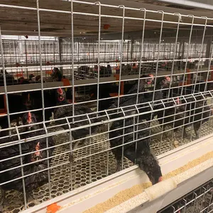 Equipamentos avicultura avicultura criação automática frangos frango alimentador gaiola gaiolas frango