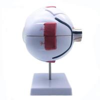 Modèle d'œil humain géant 6 fois plus grand, modèle d'œil humain pour l'enseignement scientifique, modèle médical, vente chaude