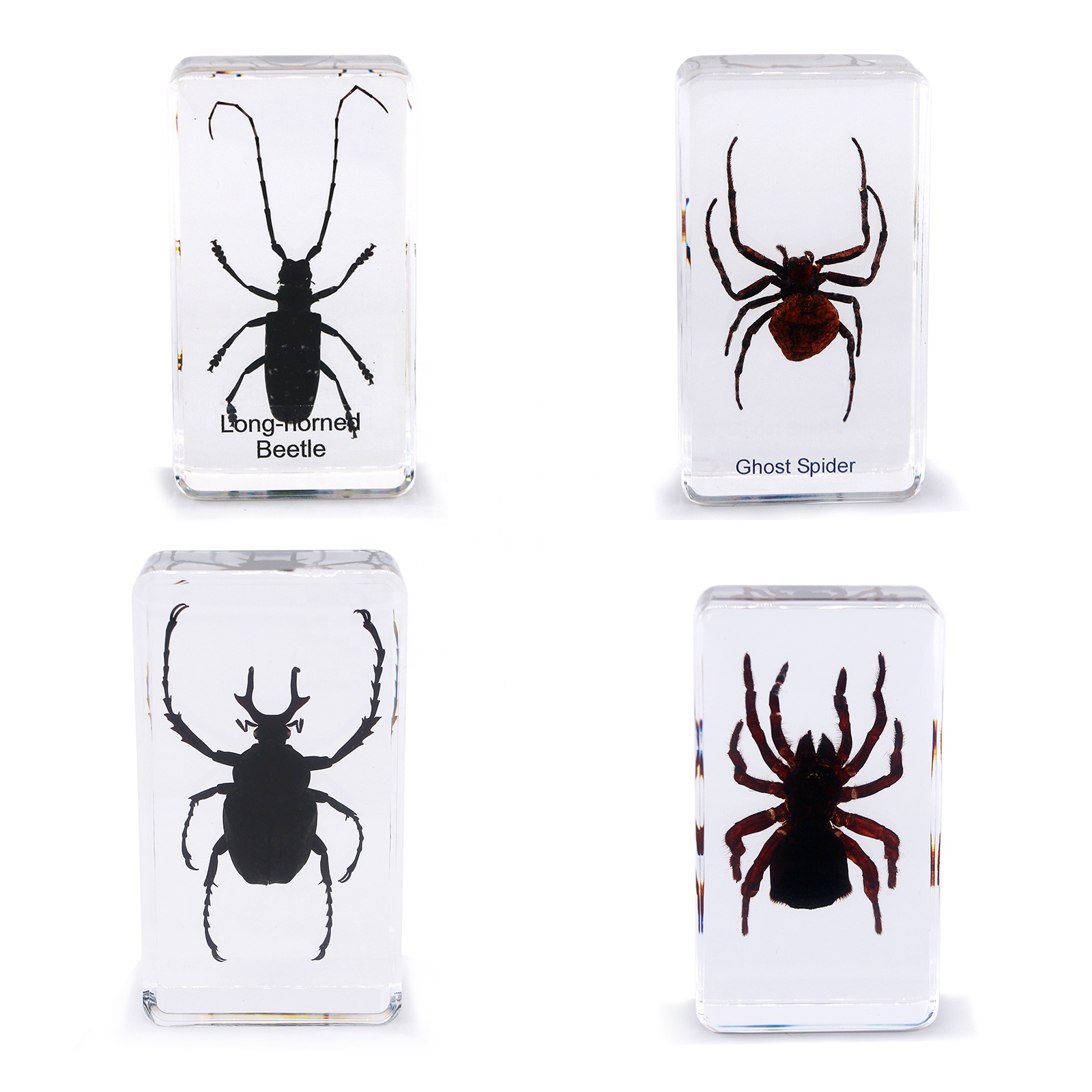 Жук насекомых в смоле Янтарный пресс-вес 73*41*20 мм