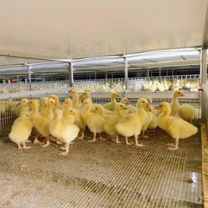 Tiết Kiệm Không Gian H Loại Tự Động Gà Thịt Lồng Cho Gia Cầm Trang Trại Dễ Dàng Cài Đặt Bảo Trì Mới Pin Hoạt Động Lồng Gà Cho - Product Image 4