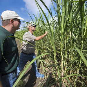 AZÚCAR DE CAÑA REFINADO LÍQUIDO/MELAZA ALTA CALIDAD DE VIET NAM/Sra. Shyn Tran - Product Image 1