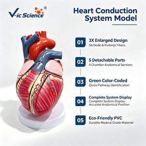 Modèle anatomique de conduction cardiaque grandeur nature, 5 parties détachables, bundle SA AV pour l'enseignement des sciences médicales, CE ISO ROHS CNAS - Product Image 1