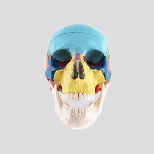 Modelo De Calavera Con Mandíbula Inferior Extraíble Tamaño Natural - Product Image 2