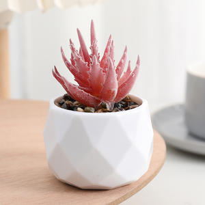 Mini selecciones suculentas artificiales sin maceta diferentes <span class=keywords><strong>tipos</strong></span> surtido suculento <span class=keywords><strong>de</strong></span> imitación <span class=keywords><strong>Echeveria</strong></span> Agave arreglo Floral decoración del hogar - Product Image 1