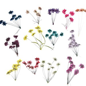Offre Spéciale : Fleurs <span class=keywords><strong>de</strong></span> dentelle <span class=keywords><strong>de</strong></span> Queen Anne séchées et pressées, multi-têtes, pour résine époxy, bijoux, coques <span class=keywords><strong>de</strong></span> téléphone et artisanat - Product Image 5