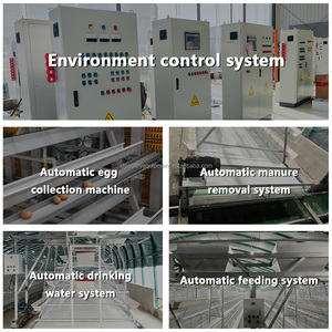 Équipement <span class=keywords><strong>d</strong></span>'élevage <span class=keywords><strong>de</strong></span> poulets automatique complet <span class=keywords><strong>de</strong></span> type A à 4 niveaux, cage en batterie galvanisée à chaud avec courroie <span class=keywords><strong>de</strong></span> nettoyage automatique du fumier - Product Image 4