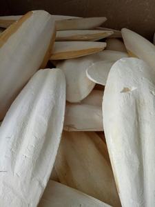 Os de seiche naturel pour perroquets cage os de seiche coupés par les oiseaux et os de seiche blanchis - Product Image 3