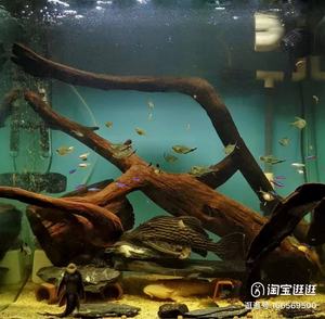 <span class=keywords><strong>Mousse</strong></span> pré-collée sur céramique pour décoration d'<span class=keywords><strong>aquarium</strong></span>, produit écologique prêt à la vente pour revendeurs, utilisation en chambre/dortoir - Product Image 6