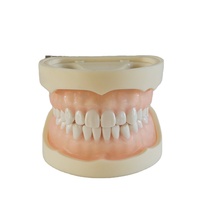 Typodont-dientes dentales estándar, modelo de goma suave con articulador DP, 28 Uds.