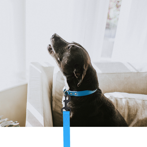 1.5m/3m/5m/10m forte larghezza 2.5cm guinzaglio cane multicolore durevole impermeabile cane addestramento guinzaglio e collare per cani e gatti - Product Image 4