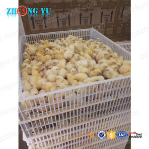 Incubadora <span class=keywords><strong>de</strong></span> Huevos <span class=keywords><strong>de</strong></span> Pollo, Ganso, Reptil, Pavo, Pato, Codorniz, Emú, Máquina para Incubar 125 Huevos, Nueva Incubadora <span class=keywords><strong>de</strong></span> Plástico <span class=keywords><strong>de</strong></span> Gran Tamaño con Bandejas <span class=keywords><strong>de</strong></span> Incubación - Product Image 5