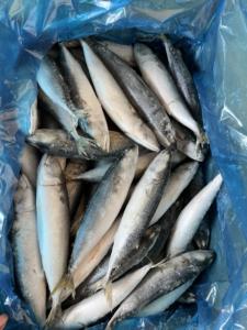 Maquereau du Pacifique surgelé durable, maquereau surgelé en gros, surgelé 150-250g pour les importateurs d'appâts <span class=keywords><strong>de</strong></span> pêche en Afrique - Product Image 4