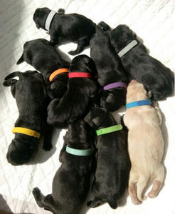 Kingtale 12 Couleurs Chiot Mise Bas Colliers Réglable Double face ID Colliers Doux Bandes pour Nouveau-Né Animaux - Product Image 4