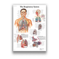 Póster del Sistema Muscular del Anatomía Humana, Mapa Corporal Educativo Médico, Impresiones Artísticas, Cuadro en Lienzo, Decoración de Pared para Clínica
