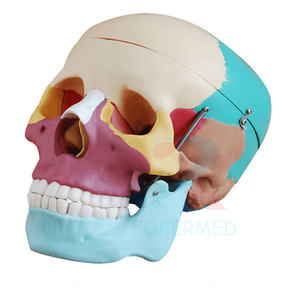 Molde de enseñanza médica Cráneo de tamaño real con músculos pintados <span class=keywords><strong>Huesos</strong></span> de colores Cerebro Cráneo de plástico artificial Modelo de <span class=keywords><strong>esqueleto</strong></span> - Product Image 1