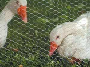 Choice Steel Chicken Wire <strong>Mesh</strong> PVC Galvanized Hexagonal <strong>Gabion</strong> for Poultry Fences Cages Hot Dipped Galvanized Woven Steel - Product Image 3