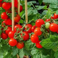 Graines de tomates cerises