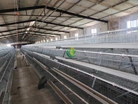 Nouvelle cage à poules à 3 niveaux en acier galvanisé à chaud pour poules pondeuses, capacité de 96 oiseaux, équipement avicole automatique