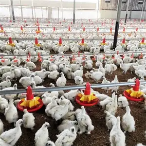 Automatische Kip Landbouw Complete Setup Vleeskuikens Systeem Pluimveehouderij Apparatuur