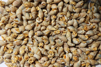 Nourriture pour chats à base de protéines d'escargot de mer 100% naturelle lyophilisée, riche en protéines, 0,5-1 cm, pour la santé de la peau et du pelage, pour toutes les étapes de vie jusqu'à 3 ans