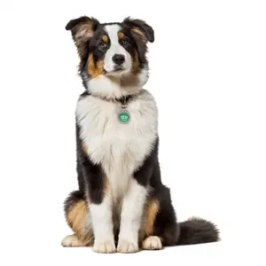 Huisdier Gps Tracker Mini Anti-Verloren Waterdichte Tracer Voor Hond Kat Rfid Sleutelhanger Kraag Accessoires