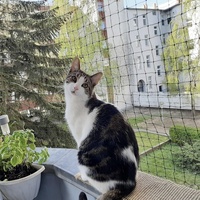 Enclos extérieur pour chat filet de protection pour chat noir filet de protection pour chat fenêtre balcon protection