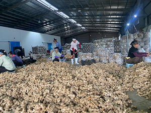 Clean Processed Frozen <b>Ginger</b> With Natural Aroma For Beverage And Food Product Lines - Product Image 2