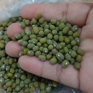 ถั่วเขียวเขียว-บรรจุภัณฑ์สุญญากาศ อายุการเก็บรักษา 2 ปี - Product Image 1