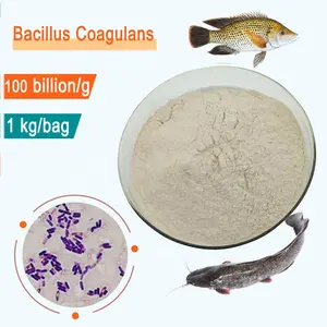 Tierfutter zusätze probiotische Bacillus Coagulans