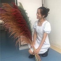 Harga pabrik Pampas kering alami bunga kering jenis rumput Pampas kering gaya Boho untuk dekorasi rumah